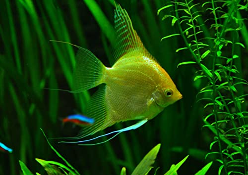 hansepuzzle 104265 Natur - Fisch, 260 Teile von hansepuzzle