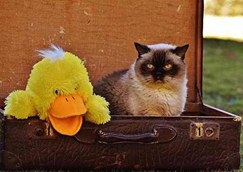 hansepuzzle 12078 - Katze im Koffer Puzzle 260 Teile | Reisen Puzzle mit hochwertiger Puzzle Aufbewahrung: Kartonbox und wiederverschließbarem Beutel | Puzzle-Maße: 41 x 28,7 cm hansepuzzle 12078 - Katze im Koffer Puzzle 260 Teile | Reisen Puzzle mit hochwertiger Puzzle Aufbewahrung: Kartonbox und wiederverschließbarem Beutel | Puzzle-Maße: 41 x 28,7 cm von hansepuzzle