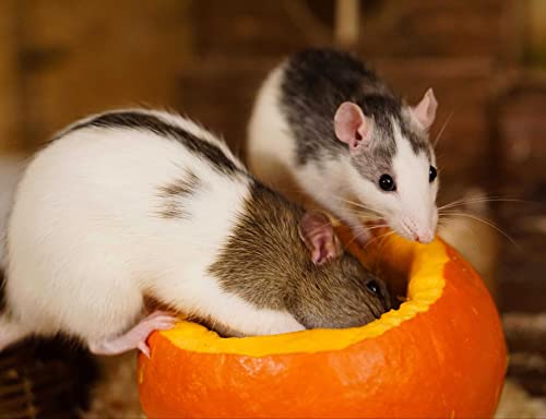 HANSEPUZZLE 13578 - Haus-Ratten Puzzle 1000 Teile | Tierwelt Puzzle mit hochwertiger Puzzle Aufbewahrung: Kartonbox und Wieder verschließbarem Beutel | Puzzle-Maße: 60 x 46 cm von hansepuzzle