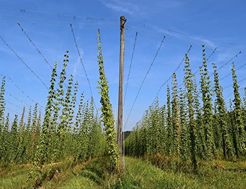 hansepuzzle 14350 - Hopfen Puzzle 1000 Teile | Natur Puzzle mit hochwertiger Puzzle Aufbewahrung: Kartonbox und Wieder verschließbarem Beutel | Puzzle-Maße: 60 x 46 cm von hansepuzzle