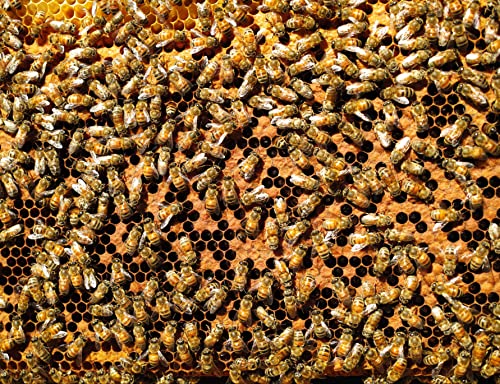 HANSEPUZZLE 15442 - Bienen-Honig Puzzle 1000 Teile | Ernährung Puzzle mit hochwertiger Puzzle Aufbewahrung: Kartonbox und Wieder verschließbarem Beutel | Puzzle-Maße: 60 x 46 cm von hansepuzzle