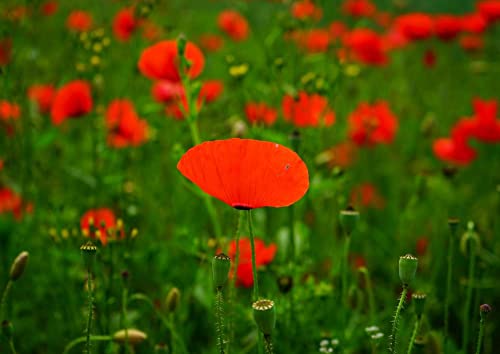hansepuzzle 16388 - Mohn-Feld Puzzle 260 Teile | Natur Puzzle mit hochwertiger Puzzle Aufbewahrung: Kartonbox und wiederverschließbarem Beutel | Puzzle-Maße: 41 x 28,7 cm hansepuzzle 16388 - Mohn-Feld Puzzle 260 Teile | Natur Puzzle mit hochwertiger Puzzle Aufbewahrung: Kartonbox und wiederverschließbarem Beutel | Puzzle-Maße: 41 x 28,7 cm von hansepuzzle