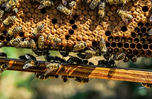 HANSEPUZZLE 18989 - Bienen Puzzle 500 Teile | Tierwelt Puzzle mit hochwertiger Puzzle Aufbewahrung: Kartonbox und Wieder verschließbarem Beutel | Puzzle-Maße: 46 x 30 cm von hansepuzzle