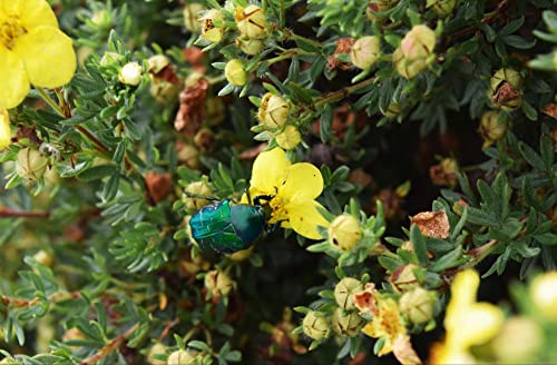 hansepuzzle 21397 - Käfer auf Blüte Puzzle 500 Teile | Natur Puzzle mit hochwertiger Puzzle Aufbewahrung: Kartonbox und wiederverschließbarem Beutel | Puzzle-Maße: 46 x 30 cm hansepuzzle 21397 - Käfer auf Blüte Puzzle 500 Teile | Natur Puzzle mit hochwertiger Puzzle Aufbewahrung: Kartonbox und wiederverschließbarem Beutel | Puzzle-Maße: 46 x 30 cm von hansepuzzle