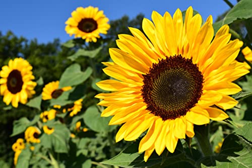 HANSEPUZZLE 21494 - Sonnenblumen-Feld Puzzle 2000 Teile | Natur Puzzle mit hochwertiger Puzzle Aufbewahrung: Kartonbox und Wieder verschließbarem Beutel | Puzzle-Maße: 90 x 60 cm von hansepuzzle