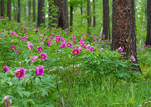 hansepuzzle 21587 - Wald-Blumen Puzzle 260 Teile | Natur Puzzle mit hochwertiger Puzzle Aufbewahrung: Kartonbox und wiederverschließbarem Beutel | Puzzle-Maße: 41 x 28,7 cm von hansepuzzle