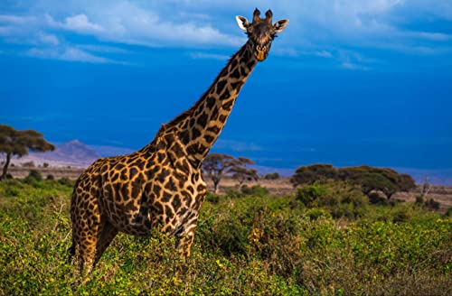 hansepuzzle 23255 - Giraffe Puzzle 500 Teile | Tierwelt Puzzle mit hochwertiger Puzzle Aufbewahrung: Kartonbox und wiederverschließbarem Beutel | Puzzle-Maße: 46 x 30 cm hansepuzzle 23255 - Giraffe Puzzle 500 Teile | Tierwelt Puzzle mit hochwertiger Puzzle Aufbewahrung: Kartonbox und wiederverschließbarem Beutel | Puzzle-Maße: 46 x 30 cm von hansepuzzle