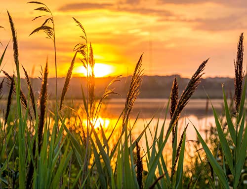 hansepuzzle 24015 - Schilf am See Puzzle 1000 Teile | Natur Puzzle mit hochwertiger Puzzle Aufbewahrung: Kartonbox und Wieder verschließbarem Beutel | Puzzle-Maße: 60 x 46 cm von hansepuzzle