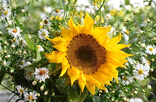 hansepuzzle 25172 - Sonnen-Blume Puzzle 500 Teile | Natur Puzzle mit hochwertiger Puzzle Aufbewahrung: Kartonbox und wiederverschließbarem Beutel | Puzzle-Maße: 46 x 30 cm hansepuzzle 25172 - Sonnen-Blume Puzzle 500 Teile | Natur Puzzle mit hochwertiger Puzzle Aufbewahrung: Kartonbox und wiederverschließbarem Beutel | Puzzle-Maße: 46 x 30 cm von hansepuzzle