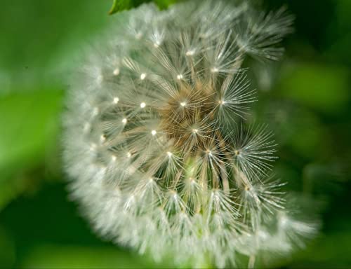 hansepuzzle 27266 - Pusteblume Puzzle 1000 Teile | Natur Puzzle mit hochwertiger Puzzle Aufbewahrung: Kartonbox und Wieder verschließbarem Beutel | Puzzle-Maße: 60 x 46 cm hansepuzzle 27266 - Pusteblume Puzzle 1000 Teile | Natur Puzzle mit hochwertiger Puzzle Aufbewahrung: Kartonbox und Wieder verschließbarem Beutel | Puzzle-Maße: 60 x 46 cm von hansepuzzle