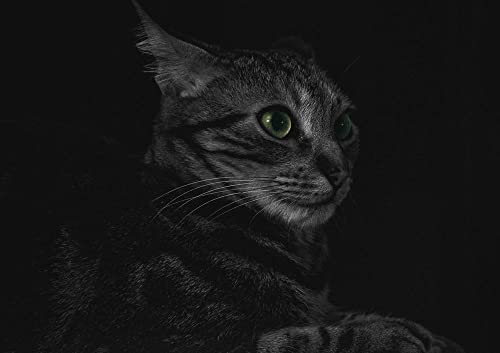 hansepuzzle 28684 - Katze Puzzle 130 Teile | Tierwelt Puzzle mit hochwertiger Puzzle Aufbewahrung: Kartonbox und wiederverschließbarem Beutel | Puzzle-Maße: 28,7 x 20 cm hansepuzzle 28684 - Katze Puzzle 130 Teile | Tierwelt Puzzle mit hochwertiger Puzzle Aufbewahrung: Kartonbox und wiederverschließbarem Beutel | Puzzle-Maße: 28,7 x 20 cm von hansepuzzle