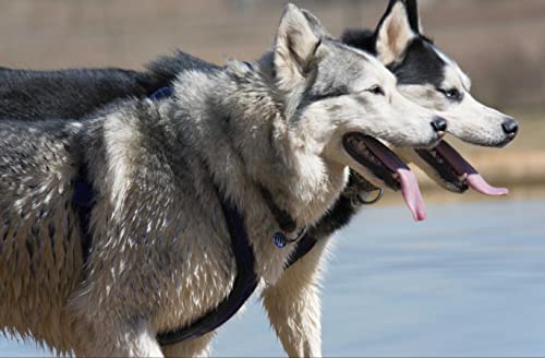 hansepuzzle 29685 - Husky Puzzle 500 Teile | Tierwelt Puzzle mit hochwertiger Puzzle Aufbewahrung: Kartonbox und wiederverschließbarem Beutel | Puzzle-Maße: 46 x 30 cm von hansepuzzle