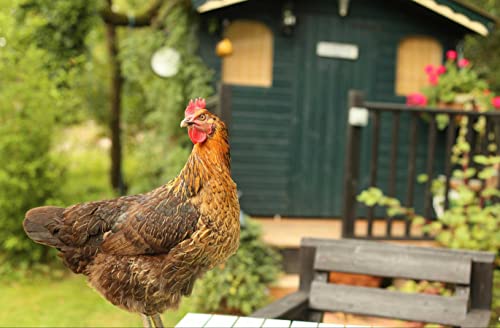 hansepuzzle 29730 - Huhn Puzzle 500 Teile | Tierwelt Puzzle mit hochwertiger Puzzle Aufbewahrung: Kartonbox und wiederverschließbarem Beutel | Puzzle-Maße: 46 x 30 cm von hansepuzzle