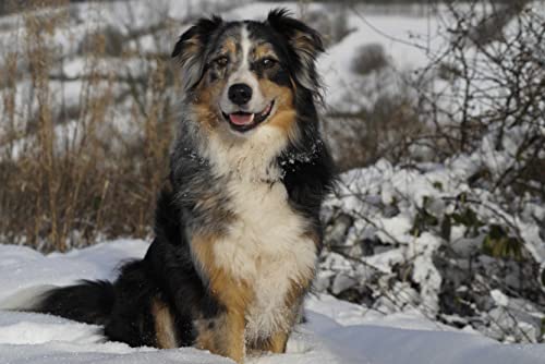 hansepuzzle 29852 - Australian Shepherd Puzzle 2000 Teile | Tierwelt Puzzle mit hochwertiger Puzzle Aufbewahrung: Kartonbox und Wieder verschließbarem Beutel | Puzzle-Maße: 90 x 60 cm hansepuzzle 29852 - Australian Shepherd Puzzle 2000 Teile | Tierwelt Puzzle mit hochwertiger Puzzle Aufbewahrung: Kartonbox und Wieder verschließbarem Beutel | Puzzle-Maße: 90 x 60 cm von hansepuzzle