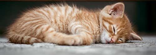 HANSEPUZZLE 30105 - Katze Puzzle 1000 Teile | Tierwelt mit hochwertiger Puzzle Aufbewahrung: Kartonbox und Wieder verschließbarem Beutel | Puzzle-Maße: 90 x 31,7 cm von hansepuzzle