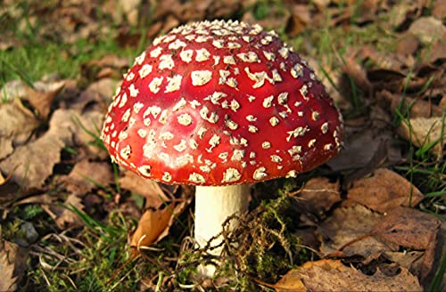 HANSEPUZZLE 39158 - Fliegen-Pilz Puzzle 500 Teile | Natur Puzzle mit hochwertiger Puzzle Aufbewahrung: Kartonbox und wiederverschließbarem Beutel | Puzzle-Maße: 46 x 30 cm HANSEPUZZLE 39158 - Fliegen-Pilz Puzzle 500 Teile | Natur Puzzle mit hochwertiger Puzzle Aufbewahrung: Kartonbox und wiederverschließbarem Beutel | Puzzle-Maße: 46 x 30 cm von hansepuzzle