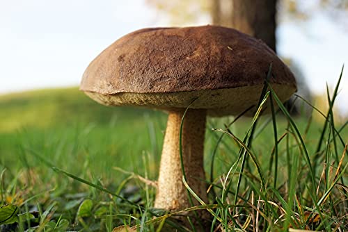 hansepuzzle 43377 - Pilz Puzzle 2000 Teile | Natur Puzzle mit hochwertiger Puzzle Aufbewahrung: Kartonbox und Wieder verschließbarem Beutel | Puzzle-Maße: 90 x 60 cm hansepuzzle 43377 - Pilz Puzzle 2000 Teile | Natur Puzzle mit hochwertiger Puzzle Aufbewahrung: Kartonbox und Wieder verschließbarem Beutel | Puzzle-Maße: 90 x 60 cm von hansepuzzle