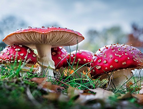 HANSEPUZZLE 43486 - Fliegenpilze Puzzle 1000 Teile | Natur Puzzle mit hochwertiger Puzzle Aufbewahrung: Kartonbox und Wieder verschließbarem Beutel | Puzzle-Maße: 60 x 46 cm von hansepuzzle