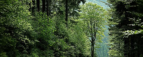 hansepuzzle 49569 - Wald Panorama-Puzzle 2000 Teile | Natur Puzzle mit hochwertiger Puzzle Aufbewahrung: Kartonbox und Wieder verschließbarem Beutel | Puzzle-Maße: 116,6 x 46,7 cm hansepuzzle 49569 - Wald Panorama-Puzzle 2000 Teile | Natur Puzzle mit hochwertiger Puzzle Aufbewahrung: Kartonbox und Wieder verschließbarem Beutel | Puzzle-Maße: 116,6 x 46,7 cm von hansepuzzle