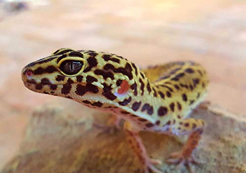 hansepuzzle 74427 - Gecko Puzzle 130 Teile | Tierwelt Puzzle mit hochwertiger Puzzle Aufbewahrung: Kartonbox und wiederverschließbarem Beutel | Puzzle-Maße: 28,7 x 20 cm hansepuzzle 74427 - Gecko Puzzle 130 Teile | Tierwelt Puzzle mit hochwertiger Puzzle Aufbewahrung: Kartonbox und wiederverschließbarem Beutel | Puzzle-Maße: 28,7 x 20 cm von hansepuzzle