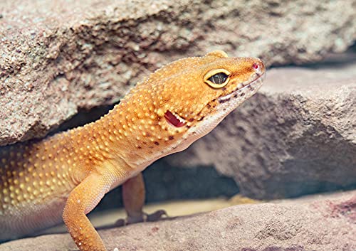 hansepuzzle 77678 - Gecko Puzzle 130 Teile | Natur Puzzle mit hochwertiger Puzzle Aufbewahrung: Kartonbox und wiederverschließbarem Beutel | Puzzle-Maße: 28,7 x 20 cm von hansepuzzle