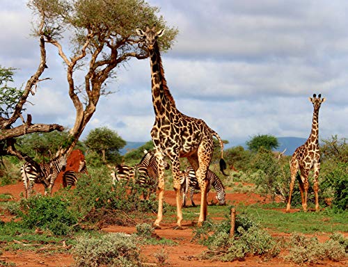 HANSEPUZZLE 77809 - Giraffe Puzzle 1000 Teile | Tierwelt Puzzle mit hochwertiger Puzzle Aufbewahrung: Kartonbox und Wieder verschließbarem Beutel | Puzzle-Maße: 60 x 46 cm von hansepuzzle
