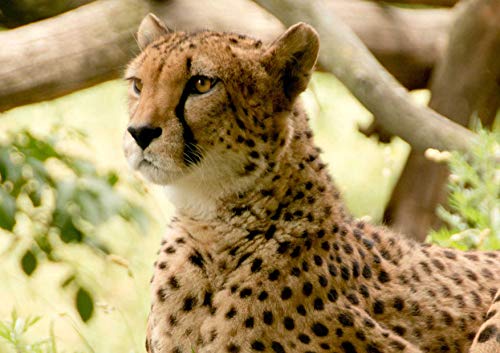 HANSEPUZZLE 78266 - Gepard Puzzle 130 Teile | Natur Puzzle mit hochwertiger Puzzle Aufbewahrung: Kartonbox und wiederverschließbarem Beutel | Puzzle-Maße: 28,7 x 20 cm von hansepuzzle