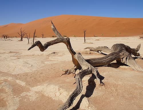 hansepuzzle 79721 - Deadvlei Puzzle 1000 Teile | Natur Puzzle mit hochwertiger Puzzle Aufbewahrung: Kartonbox und Wieder verschließbarem Beutel | Puzzle-Maße: 60 x 46 cm von hansepuzzle