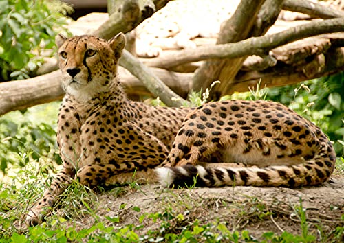 hansepuzzle 80936 - Gepard Puzzle 260 Teile | Natur Puzzle mit hochwertiger Puzzle Aufbewahrung: Kartonbox und wiederverschließbarem Beutel | Puzzle-Maße: 41 x 28,7 cm von hansepuzzle
