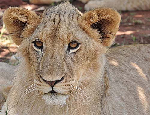 hansepuzzle 85276 - Löwin Puzzle 1000 Teile | Natur Puzzle mit hochwertiger Puzzle Aufbewahrung: Kartonbox und Wieder verschließbarem Beutel | Puzzle-Maße: 60 x 46 cm hansepuzzle 85276 - Löwin Puzzle 1000 Teile | Natur Puzzle mit hochwertiger Puzzle Aufbewahrung: Kartonbox und Wieder verschließbarem Beutel | Puzzle-Maße: 60 x 46 cm von hansepuzzle
