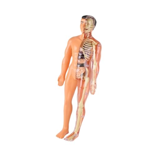 harayaa Menschliche Körper Puzzle Kits Körperteile Organe menschliches Torso -Organ Model Kinder Anatomie Spielzeug für Zuhause, Durchscheinend von harayaa