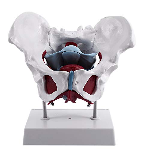 iFutniew Weibliches Becken und Fortpflanzungsorgane Modell Weibliche Blase Beckenboden Muskel Rehabilitation Anatomisches Modell iFutniew Weibliches Becken und Fortpflanzungsorgane Modell Weibliche Blase Beckenboden Muskel Rehabilitation Anatomisches Modell von iFutniew