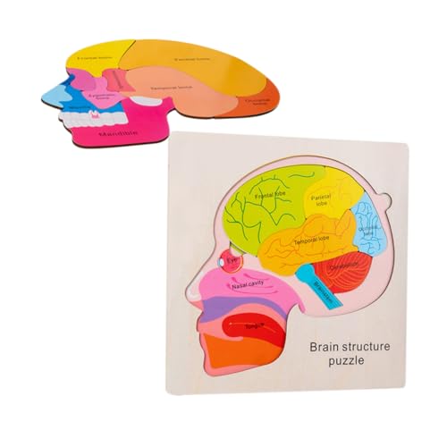 ibasenice 1 Satz Gehirnstruktur-Puzzle Gehirne Für, Gehirnstrukturspielzeug Gehirnstrukturmodell Für Gehirnrätsel Gehirnstrukturmodelle Gehirnspielzeug Vorschulspielzeug Holz von ibasenice
