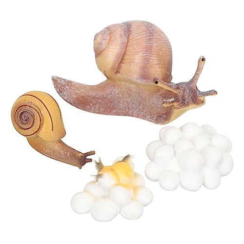 ibasenice 1 Satz Wachstumszyklus der Schnecke Tiermodell Tierzyklusmodell für kognitives Modell der Tiere Lernspielzeug für Tierfiguren Lebenszyklusmodelle von Tieren Harz ibasenice 1 Satz Wachstumszyklus der Schnecke Tiermodell Tierzyklusmodell für kognitives Modell der Tiere Lernspielzeug für Tierfiguren Lebenszyklusmodelle von Tieren Harz von ibasenice