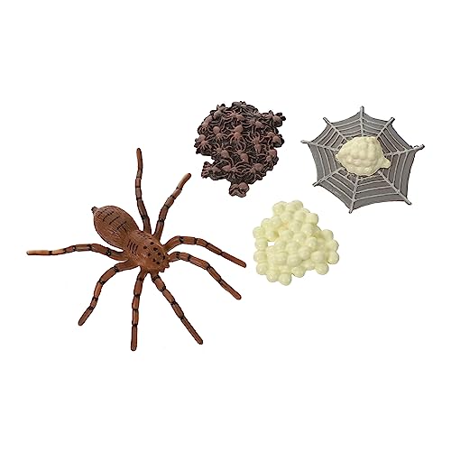 ibasenice 1Satz Insektenwachstumszyklus Modell Pädagogisches für Simulation Tierverzierungen Realistische Spinnenfiguren für Frühe Lernspiele Hochwertige Kunststoffverarbeitung Sicher von ibasenice