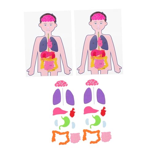 ibasenice 2 Sätze Kognitive Organe Modelle DIY Lernspielzeug für Pädagogisches Anatomisches Bastelset Fördert Kreativität Konzentration Hand Auge koordination von ibasenice