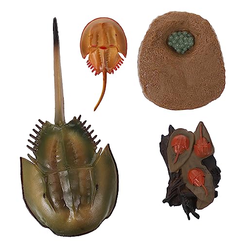 ibasenice 2 Sätze Lebensechter Horseshoe Crab Wachstumszyklus Modell Stufige Entwicklung Detailreiches Lernspielzeug Lustiges Mitgebsel für Kindergeburtstag Pädagogisches Tierfiguren von ibasenice