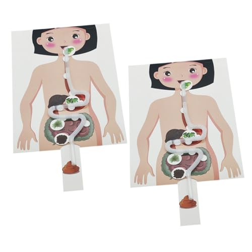 ibasenice 2 Sätze Modell des Verdauungssystems Kinderspielzeug Selber Machen DIY Zubehör Bastelmaterialien Selber Machen Bastelbedarf Für DIY-spielzeugset DIY Bastelset Papier ibasenice 2 Sätze Modell des Verdauungssystems Kinderspielzeug Selber Machen DIY Zubehör Bastelmaterialien Selber Machen Bastelbedarf Für DIY-spielzeugset DIY Bastelset Papier von ibasenice