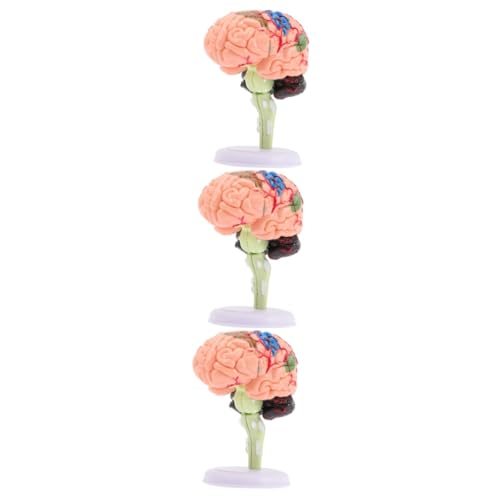 ibasenice 3St Gehirnstrukturmodell schaufensterpuppe maneküre- Set gehirn Modell tatsächl Mannequin Gehirnmodell Präsentationsmodell für Klassenzimmerstudium gebaut Spielzeug 4d PVC von ibasenice