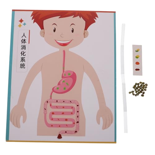 ibasenice 4 Sätze DIY Human Digestive System Model Bausatz für Interaktives Lernspielzeug zur Frühen Wissenschaftsförderung Realistisches Bastelset für Schulunterricht und Kreative Bildung von ibasenice