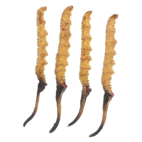 ibasenice 4 Stück Cordyceps -Modell Arztkoffer Medizinische Spielzeugartikel Arztzubehör Arzt Rollenspiel Requisiten Modell Der Chinesischen Medizin Plastik ibasenice 4 Stück Cordyceps -Modell Arztkoffer Medizinische Spielzeugartikel Arztzubehör Arzt Rollenspiel Requisiten Modell Der Chinesischen Medizin Plastik von ibasenice