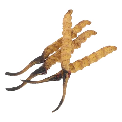 ibasenice Cordyceps-Modell 4-teilige Kräutermodelle Für Den Traditionellen Medizinladen Pädagogische Requisiten ibasenice Cordyceps-Modell 4-teilige Kräutermodelle Für Den Traditionellen Medizinladen Pädagogische Requisiten von ibasenice