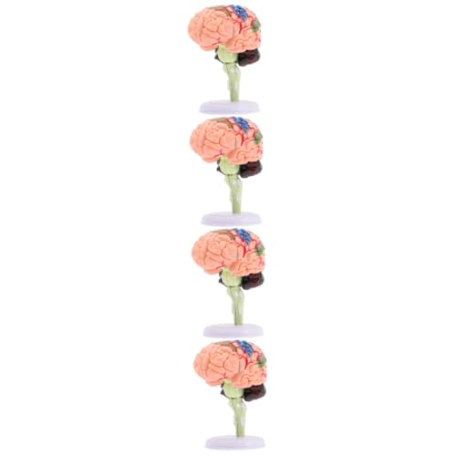 ibasenice 4 Stück Gehirnstrukturmodell Kinder Schaufensterpuppe Schaufensterpuppen Mannequin Modell Der Gehirnanatomie Gehirnmodell Für Kinder Anatomiemodell Puzzle Spielzeug PVC 4d von ibasenice