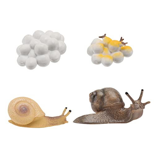 ibasenice 4 Stück Lebenszyklus Schnecken Figuren Teilig Realistische Simulation Tiermodell Lernspielzeug für Pädagogisches Wachstumszyklus Dekorative Schnecken Ornamente für Kinderzimmer und ibasenice 4 Stück Lebenszyklus Schnecken Figuren Teilig Realistische Simulation Tiermodell Lernspielzeug für Pädagogisches Wachstumszyklus Dekorative Schnecken Ornamente für Kinderzimmer und von ibasenice