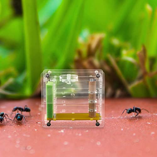 ibasenice 5St Futterbox für Ameisen anwesendes Haustier Kinderspielzeug ameisenkönigin ameisenkolonie Spielzeuge Ameisenwohnraum Ameisenfall Acryl Ameisennest Beobachtungskasten Terrarium von ibasenice