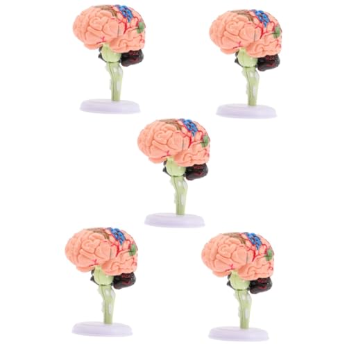 ibasenice 5st Gehirnstrukturmodell Schaufensterpuppen Mannequin Modell Der Gehirnanatomie Gehirnmodell Modell des Menschlichen Gehirns Anatomiemodell Gebaut Spielzeug PVC Kind von ibasenice