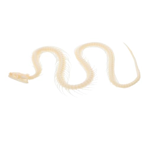 ibasenice Halloween Schlangenschädel Echtes Knochenexemplar Pädagogisches Basteln Anatomie Studie von ibasenice
