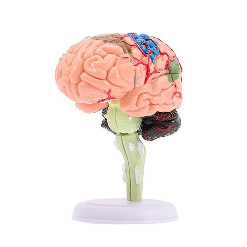 ibasenice Gehirnmodell-anatomie-Set Für Kinder 4d-Puzzle Modell Der Menschlichen Gehirnstruktur PVC-lehrhilfe Für Die Neurowissenschaften von ibasenice