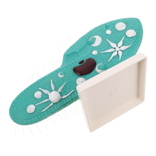 ibasenice Paramecium Modell mit Detaillierten Cilien Plastisches Mikroskopie-lehrmodell für Biologieunterricht Inklusive Stabilem Ständer für Mittelstufe Wissenschaftsexperimente und ibasenice Paramecium Modell mit Detaillierten Cilien Plastisches Mikroskopie-lehrmodell für Biologieunterricht Inklusive Stabilem Ständer für Mittelstufe Wissenschaftsexperimente und von ibasenice