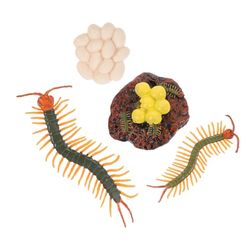 ifundom Lebenszyklusmodell - Requisite Für Die Früherziehung - Tierische Lebenszyklusfigur - Schaustück - Kinderspielzeug - Realistische Handwerkskunst ifundom Lebenszyklusmodell - Requisite Für Die Früherziehung - Tierische Lebenszyklusfigur - Schaustück - Kinderspielzeug - Realistische Handwerkskunst von ifundom